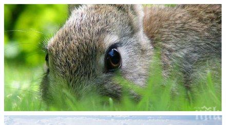 дело американски бизнесмени завели съдебен иск united airlines заради смъртта гигантски заек