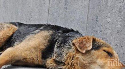 мъж наръга жестоко нож куче задните крака полицията разследва инцидента