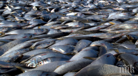 удар бракониерите иззета 955 мрежи риба два дни