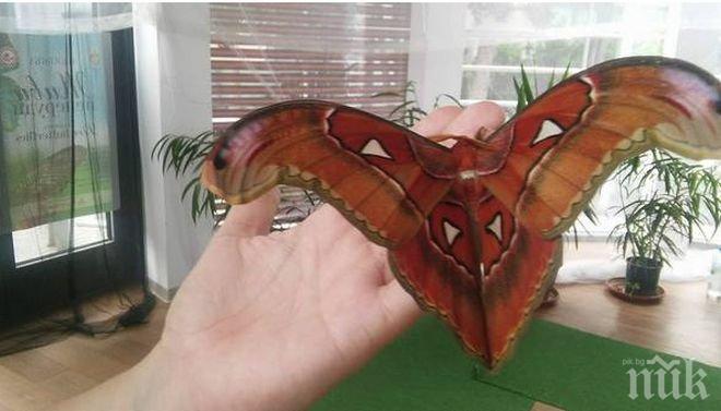 Чудо невиждано! Най-голямата пеперуда в света се излюпи в Бургас