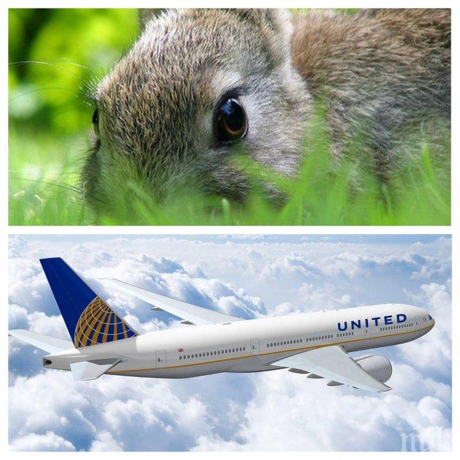 Дело! Американски бизнесмени са завели съдебен иск срещу United Airlines заради смъртта на гигантски заек