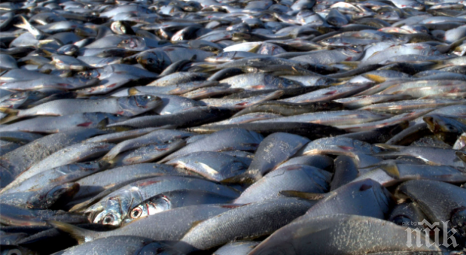 Удар по бракониерите! Иззета са 955 м мрежи и 80 кг риба само за два дни