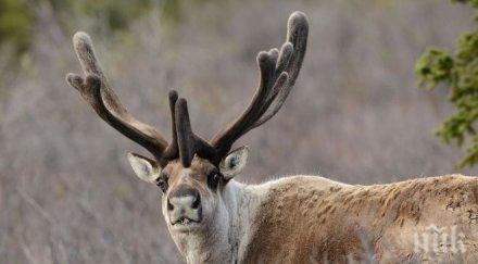 инцидент самолет боинг 737 удари елен кацане аляска