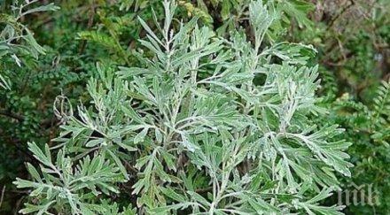 истинско чудо сладкият пелин убива процента раковите клетки