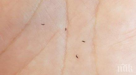 гадост щипалки мушички тероризират туристите южното черноморие