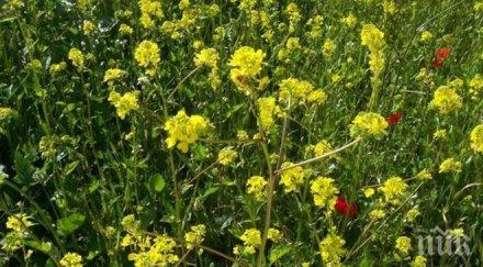 важно гонете стоножките бял синап