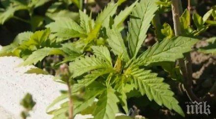 полицаи откриха нива канабис благоевградско