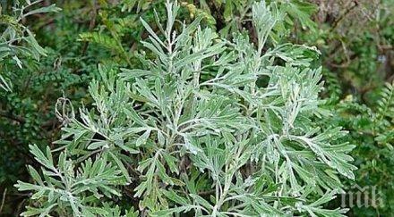 внимание сладкият пелин убива процента раковите клетки никой казвал