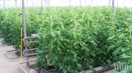 арест годишен пътен полицай арестуван ръжево конаре заради отглеждане марихуана