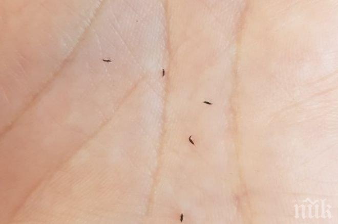 Гадост! Щипалки и мушички тероризират туристите по Южното Черноморие