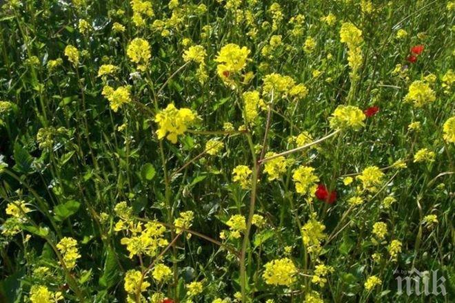 Важно: Гонете стоножките с бял синап