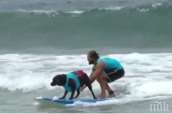 И това доживяхме! Кучета се състезаваха по каране на сърф