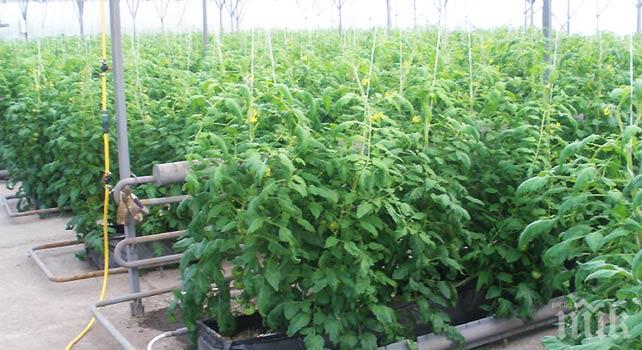 Арест! 29-годишен пътен полицай бе арестуван в Ръжево Конаре заради отглеждане на марихуана