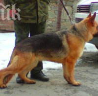 Митничарското куче Рон улови 2000 кутии цигари без бандерол в Русе