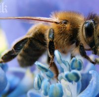 Пестицидите унищожиха пчелите
