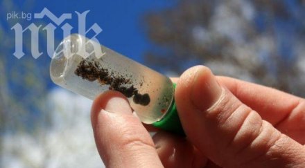 tреска злато велико търново