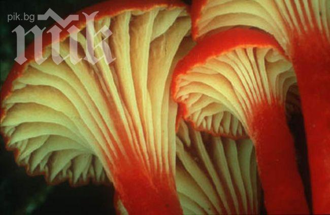 Жена от Разлог се натрови с гъби