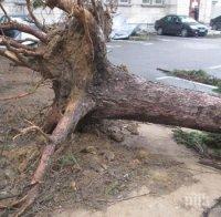 Столична община се активизира, проверява със специална апаратура дърветата