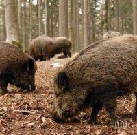 Ямболски земеделци в ужас от глигани, съсипват всичко наред