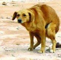 Малчуган от Сандански спешно транспортиран в София със съмнение за кучешка тения