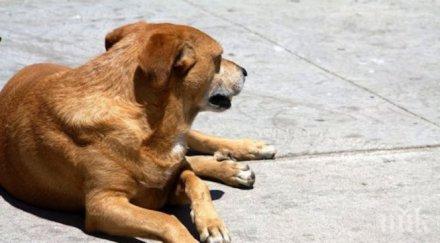 шок паталеница кучешки трупове търкалят навсякъде