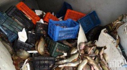 шарани плуват магистралата бус изсипа тон риба