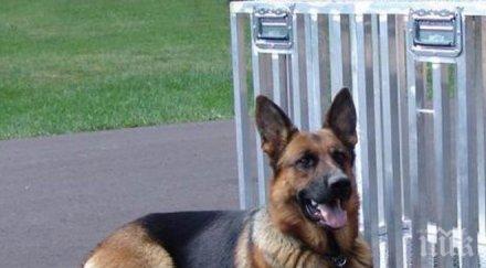 кучета предотвратиха самоубийствен атентат нигерия