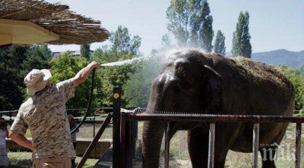летен хит столичани къпят слона