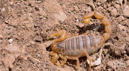 затвориха испански плаж заради скорпиони