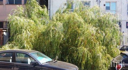 огромна стара върба рухна улицата варна снимка