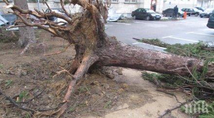 столична община активизира проверява специална апаратура дърветата