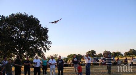 малки соколчета разселени началото годината проекта завръщане ловния сокол българия