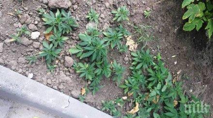 производител марихуана купи цял град калифорния