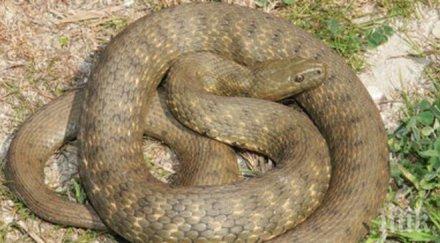 заловиха хиляди контрабандни змии папагали калифорния