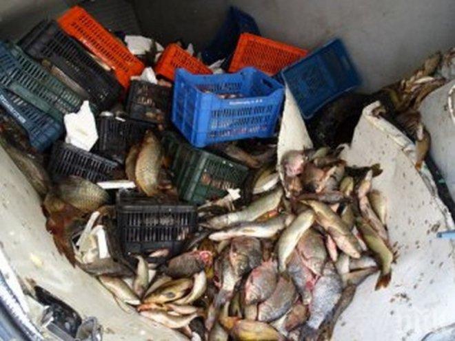 И това го има! Шарани плуват на магистралата, бус изсипа 1 тон риба