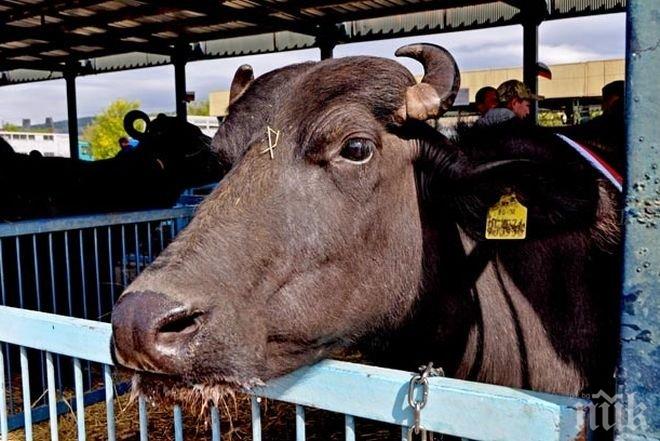 ШОКИРАЩ КРАЙ! Пастир почина след нападение от бивол