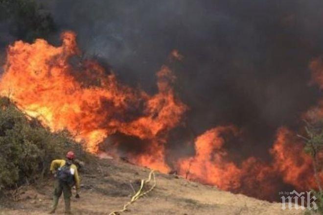 Огнен ужас в Тунис! Пожарите обхванаха повече от 2000 хектара гори