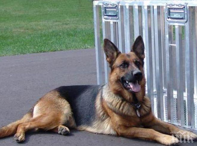 Кучета предотвратиха самоубийствен атентат в Нигерия