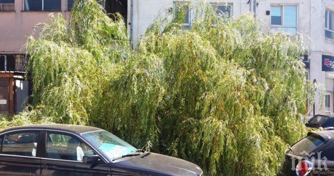 Огромна стара върба рухна на улицата във Варна (СНИМКА)