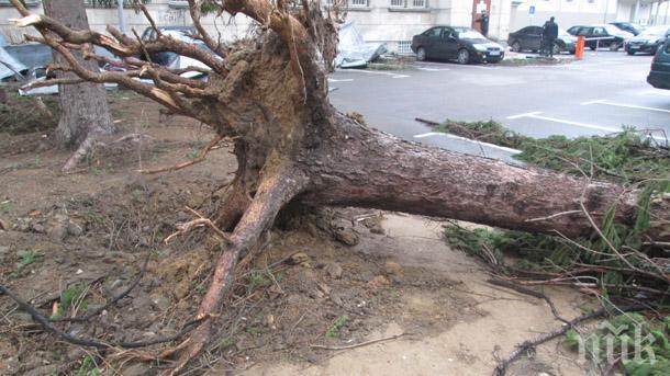 Столична община се активизира, проверява със специална апаратура дърветата