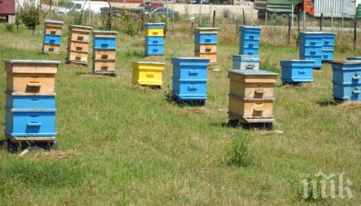 Запалиха кошерите на възрастен пчелар