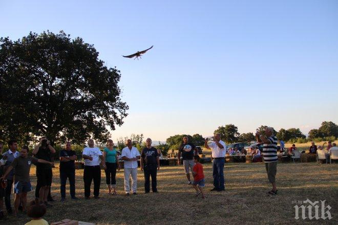 16 малки соколчета са разселени от началото на годината с проекта „Завръщане на ловния сокол в България“