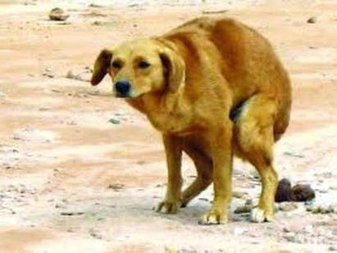 Малчуган от Сандански спешно транспортиран в София със съмнение за кучешка тения