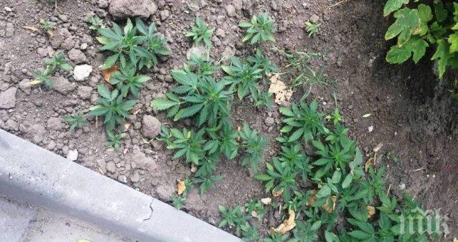 Производител на марихуана си купи цял град в Калифорния