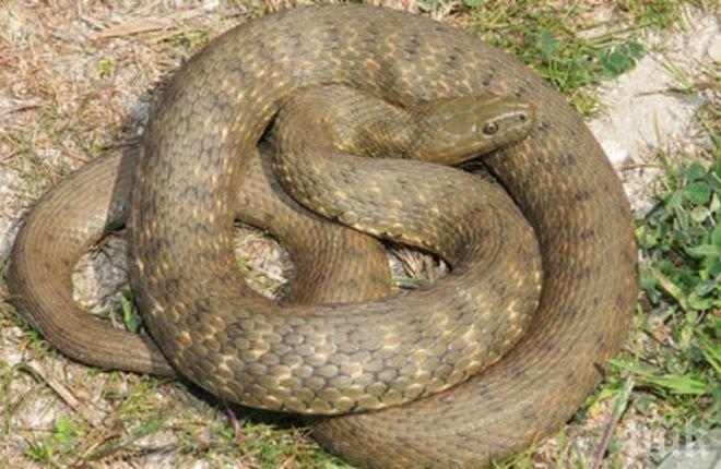 Заловиха хиляди контрабандни змии и папагали в Калифорния