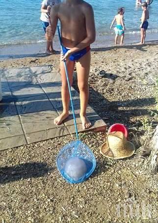 ВНИМАНИЕ, ДЕБНЕ ОПАСНОСТ! Дете улови гигантска медуза на плаж в Южна Гърция (СНИМКИ)