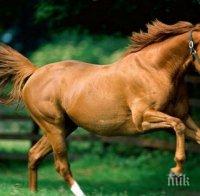 Подплашен кон стъпка 8-годишно момче