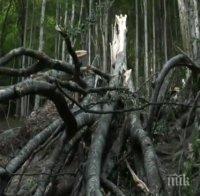 Тежък инцидент на Петрохан! Мъж е премазан в колата си от паднало дърво (СНИМКИ)