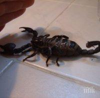 ШОК! Жена от Пловдив влезе да си вземе душ, а намери скорпион (СНИМКА)