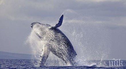 гърбат кит удари кораб ранени видео